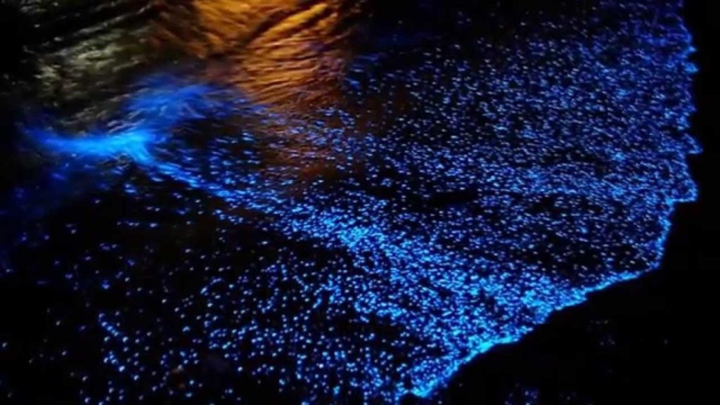 bioluminescência no mar o que é