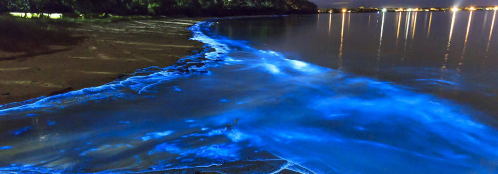bioluminescência praia