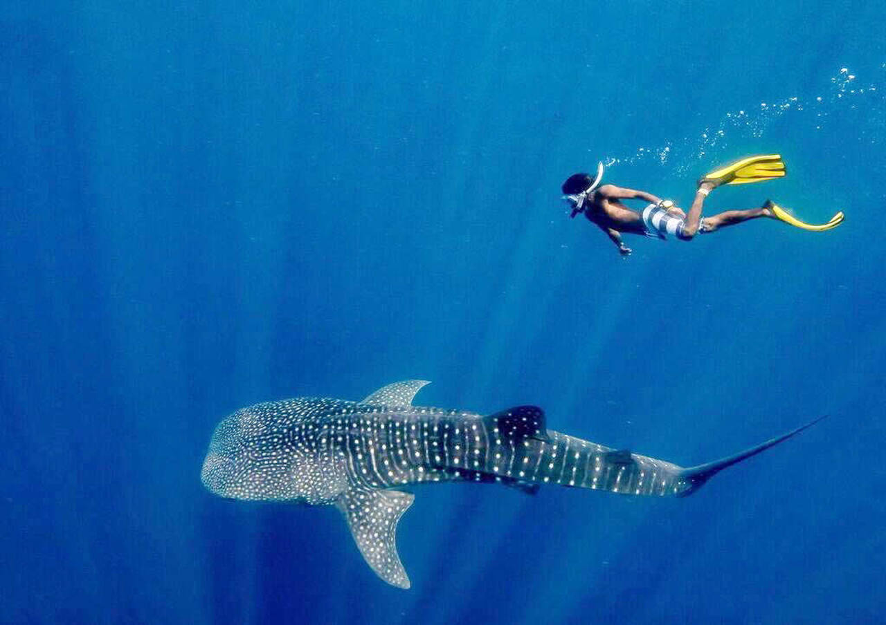 Tubarão nas Maldivas