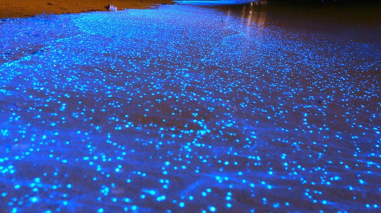 mar de estrelas na areia da praia de maldivas